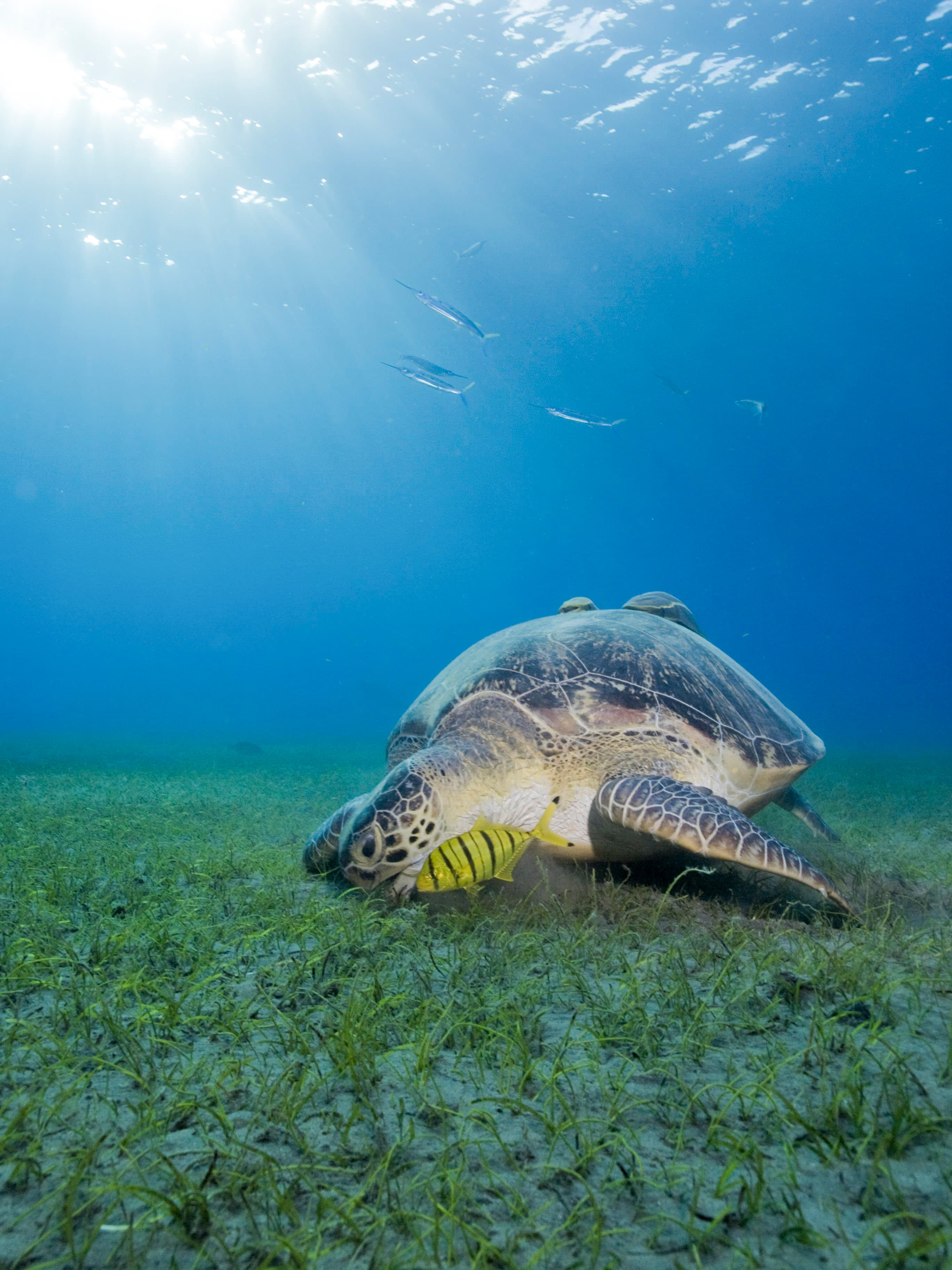 Turtle