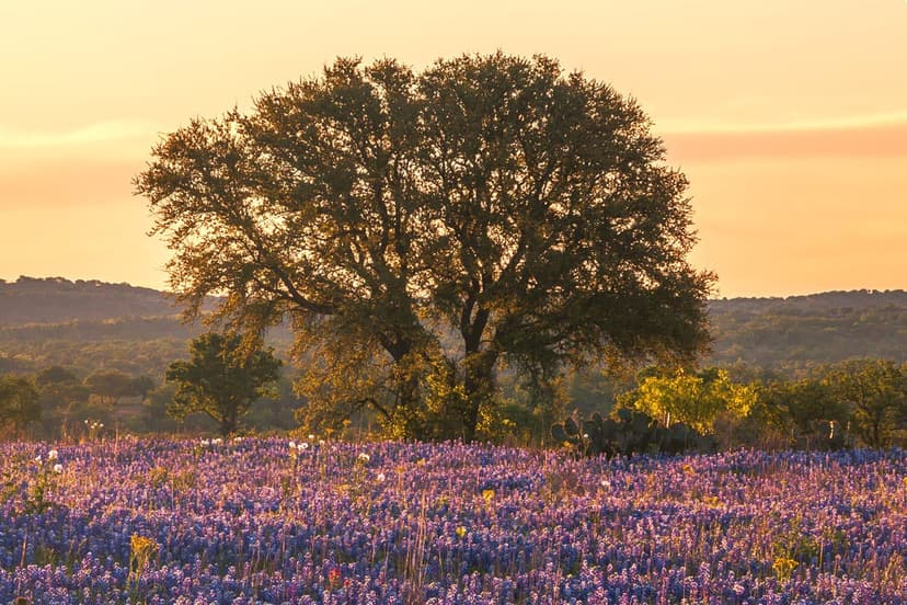 Canyon Ranch Austin - A Virtuoso Preview Property